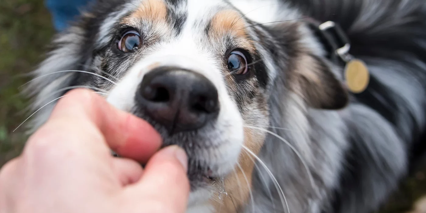 Chien et gourmandises