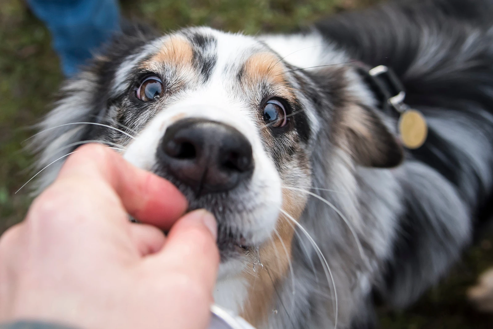 Chien et gourmandises