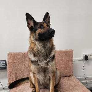 Toilettage d'un Berger allemand
