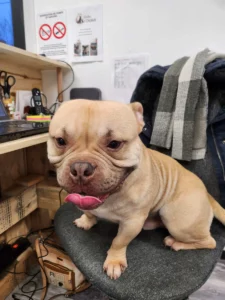 Toilettage d'un American Bully