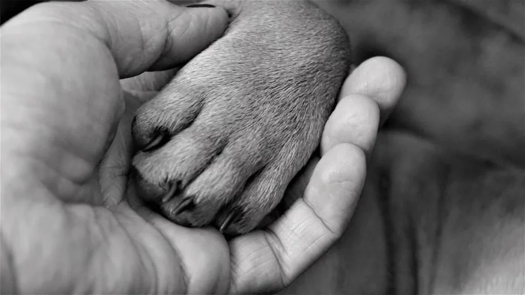 Salon Okami, couper les griffes de son chien