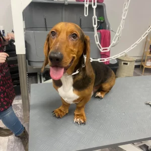 toilettage de votre chien croisé basset hound et teckel