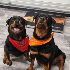 Toilettage d'un Rottweiler