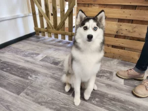 Toilettage d'un Pomsky