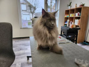 Toilettage d'un Main Coon