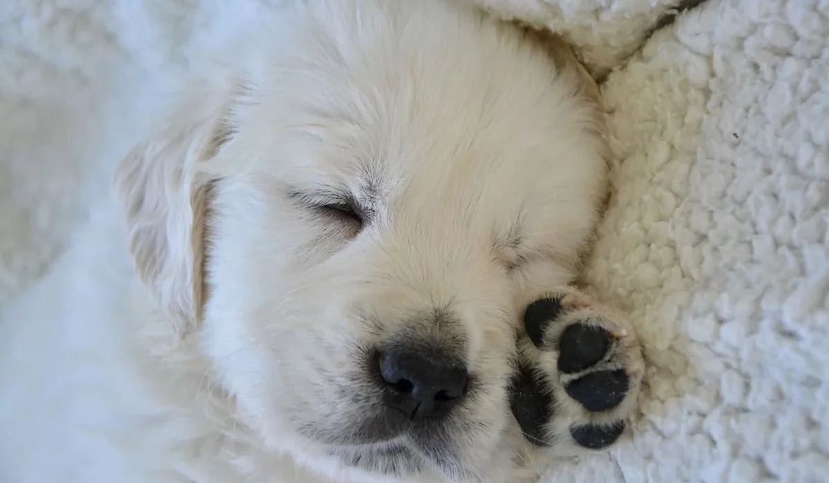 Coussinets chien