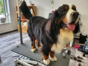 Toilettage d'un Bouvier bernois