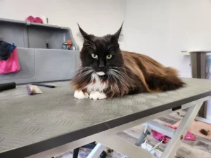 Toilettage d'un Main Coon
