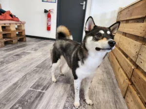 Toilettage d'un Shiba inu