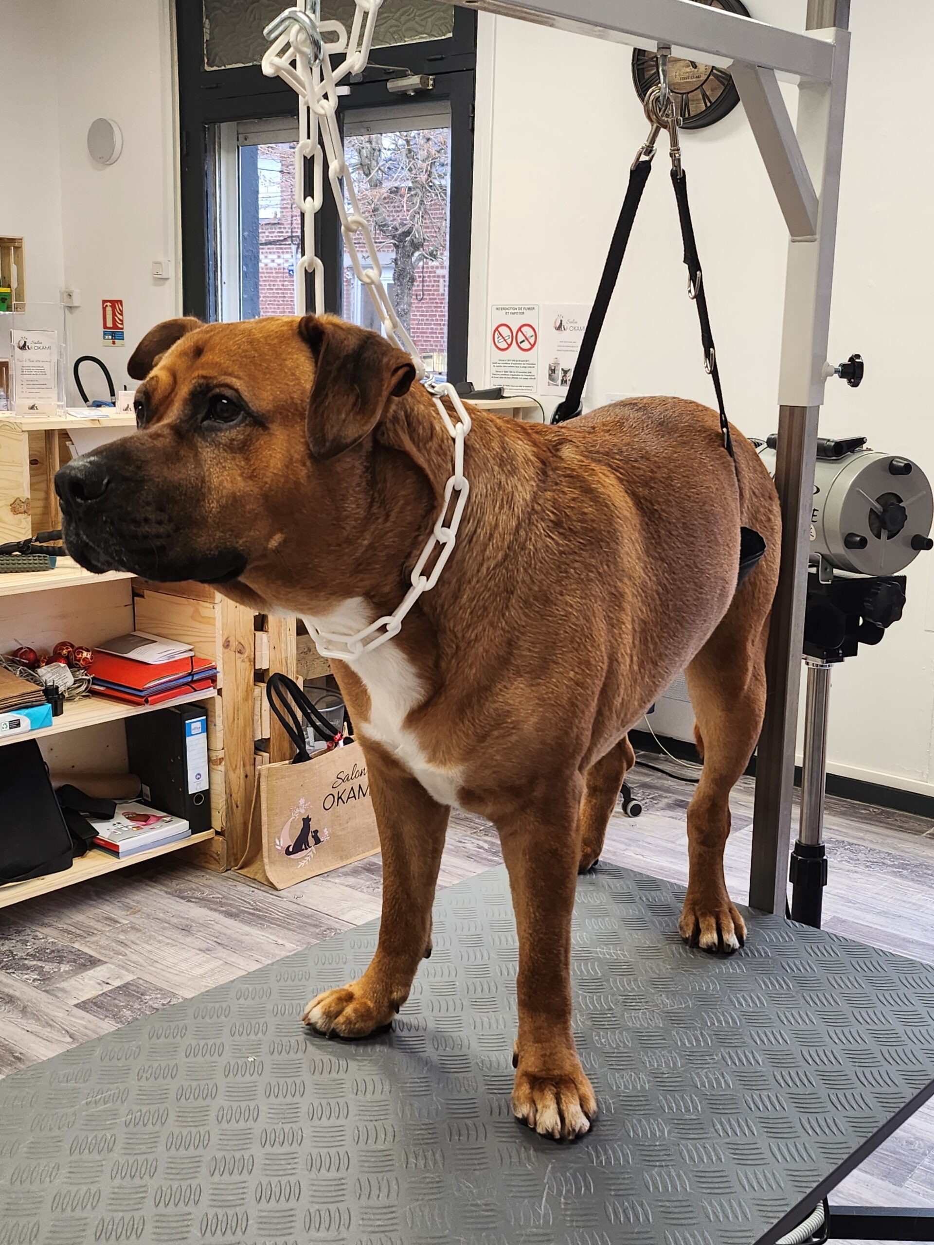 Toilettage d'un chien avec un simple bain