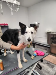 Toilettage carding d'un Border collie
