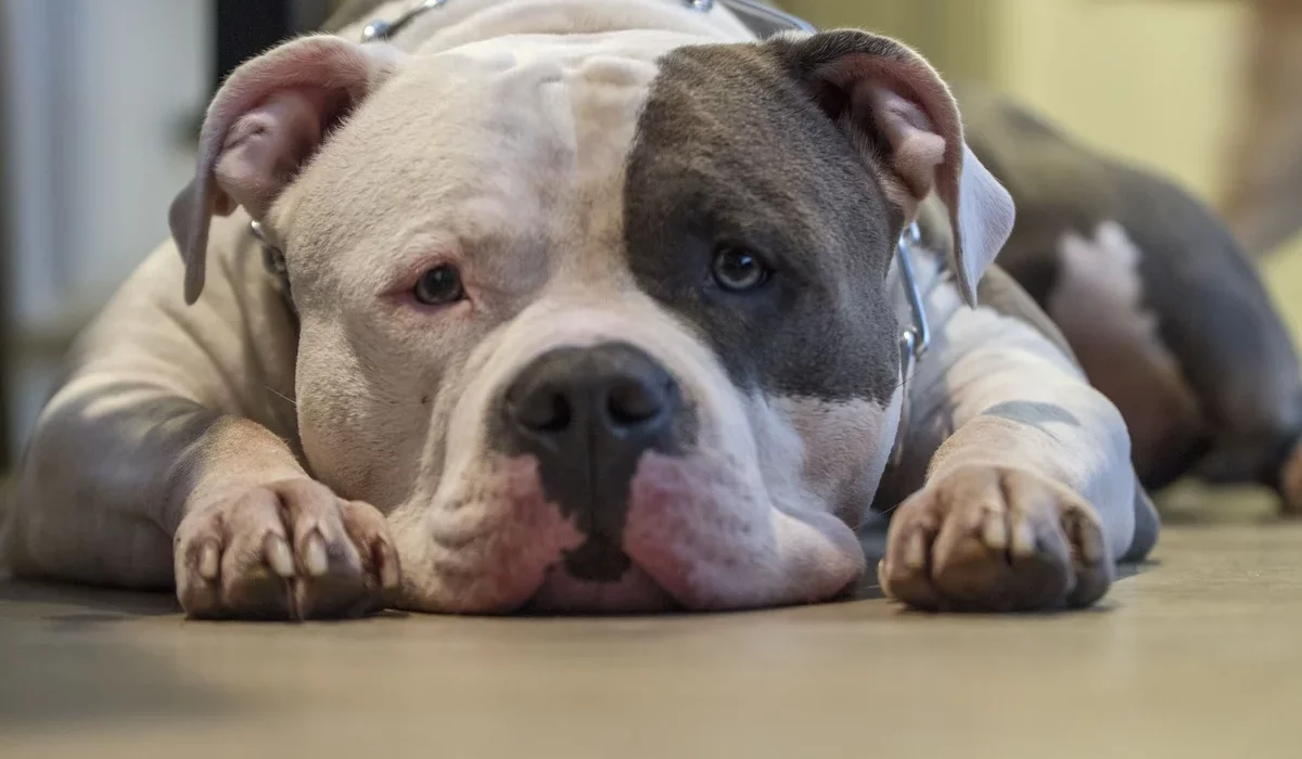 entretenir un chien à poil court