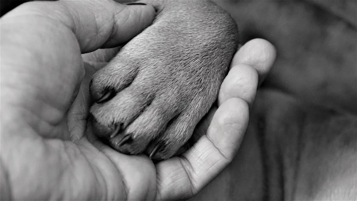 Salon Okami, couper les griffes de son chien