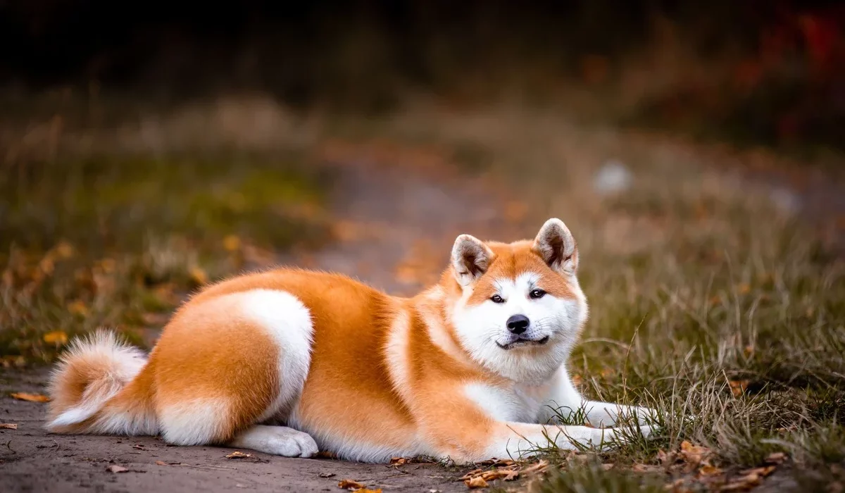 entretien animaux sous-poil