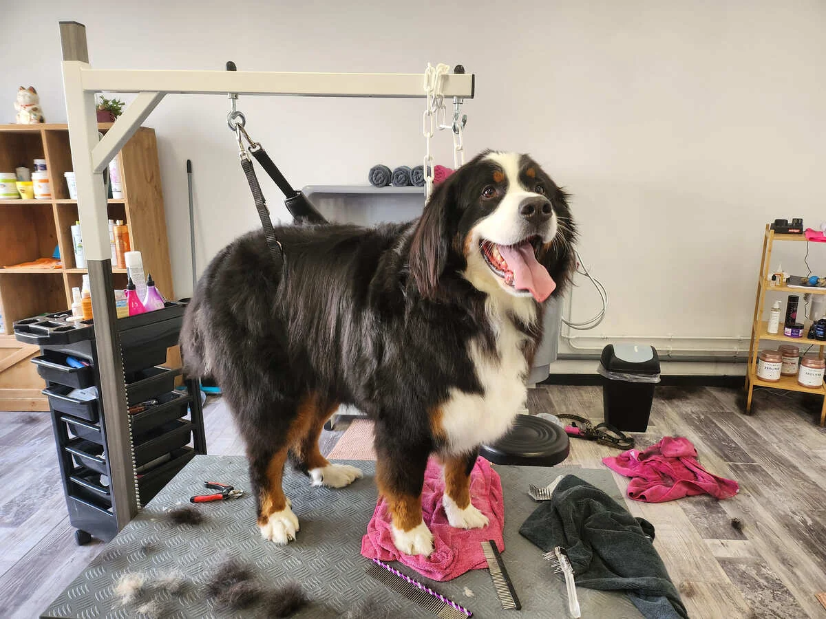 Toilettage d'un Bouvier Bernois