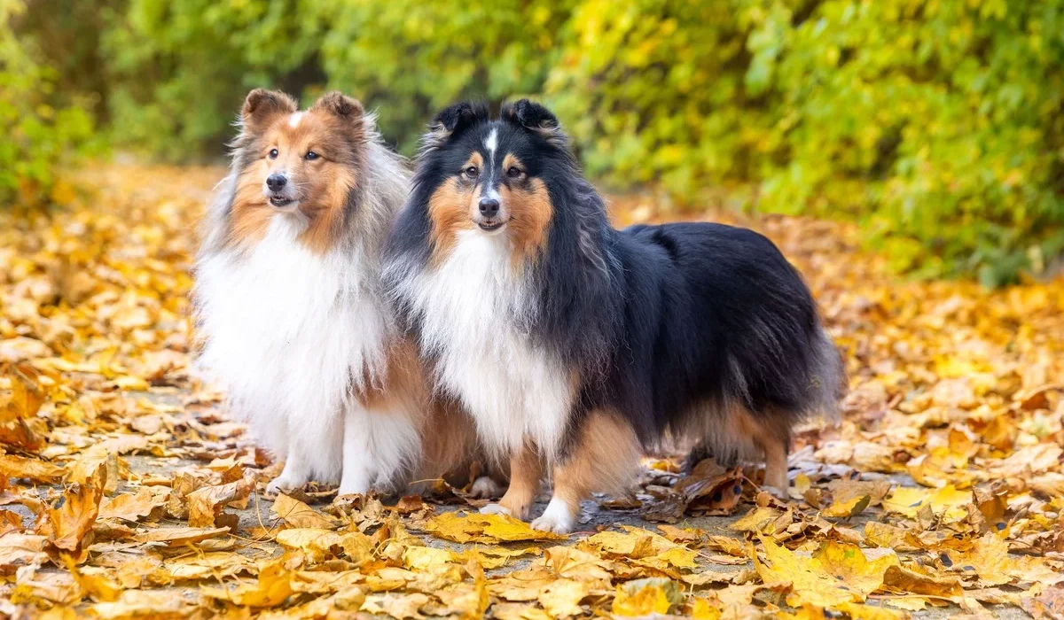 entretien animaux poil long